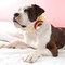 Dog Collar Rainbow | Felt Rainbow Dog Collar Accessory | Pride Pup | 4 Colors | St Patricks Day product 2